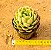 Echeveria nanacan - Imagem 3