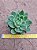 Echeveria nanacan - Imagem 1