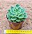 Echeveria nanacan - Imagem 3