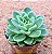Echeveria nanacan - Imagem 2