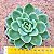 Echeveria nanacan - Imagem 1