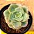 Echeveria nicksana - Imagem 2