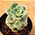 Echeveria nicksana - Imagem 1