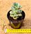 Echeveria nicksana - Imagem 3
