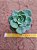 Echeveria nicksana - Imagem 1