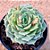 Echeveria ramillete - Imagem 1