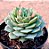 Echeveria ramillete - Imagem 2