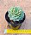 Echeveria ramillete - Imagem 3