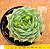 Echeveria ramillete - Imagem 1