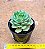 Echeveria ramillete - Imagem 3