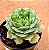Echeveria ramillete - Imagem 2