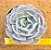 Echeveria runyonii san carlos - Imagem 1