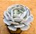 Echeveria runyonii san carlos - Imagem 2