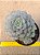 Echeveria Tinkerbell - Imagem 1