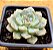 Echeveria Tinkerbell - Imagem 2