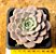Echeveria graziella - Imagem 1