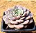 Echeveria graziella - Imagem 2