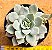 Echeveria van breen - Imagem 1