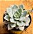 Echeveria van breen - Imagem 2