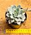 Echeveria van breen - Imagem 3