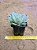 Echeveria van breen - Imagem 2