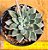 Echeveria winds of change - Imagem 1