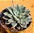 Echeveria winds of change - Imagem 2