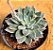 Echeveria winds of change - Imagem 5