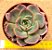 Echeveria Zoe - Imagem 1