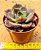 Echeveria Zoe - Imagem 2