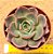 Echeveria Zoe - Imagem 3