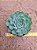 Echeveria Zucha - Imagem 2
