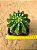 Echinopsis multiplex ou oxygona - Imagem 2
