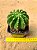 Echinopsis multiplex ou oxygona - Imagem 1