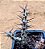 Euphorbia aeruginosa - Imagem 2