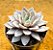 Graptoveria Lulu - Imagem 3