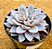 Graptoveria Lulu - Imagem 2