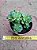 Greenovia dodrentalis - Imagem 4