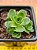 Greenovia dodrentalis - Imagem 1
