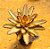 Kalanchoe tomentosa chocolate soldier - Imagem 5