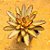 Kalanchoe tomentosa chocolate soldier - Imagem 7