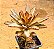 Kalanchoe tomentosa chocolate soldier - Imagem 8