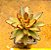 Kalanchoe tomentosa chocolate soldier - Imagem 1