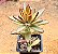 Kalanchoe tomentosa chocolate soldier - Imagem 2