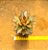 Kalanchoe tomentosa chocolate soldier - Imagem 4