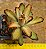 Kalanchoe tomentosa chocolate soldier - Imagem 1