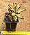 Kalanchoe tomentosa chocolate soldier - Imagem 3