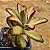 Kalanchoe tomentosa chocolate soldier - Imagem 2