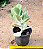 Cotyledon orbiculata - Imagem 3