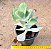 Cotyledon orbiculata - Imagem 2